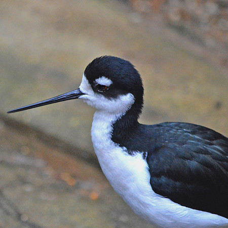 Black necked stilt