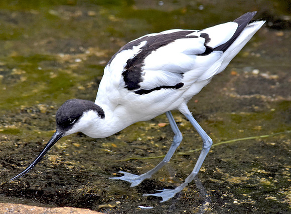 Pied avocet