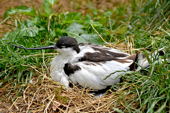 Pied avocet