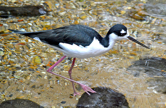 Black necked stilt