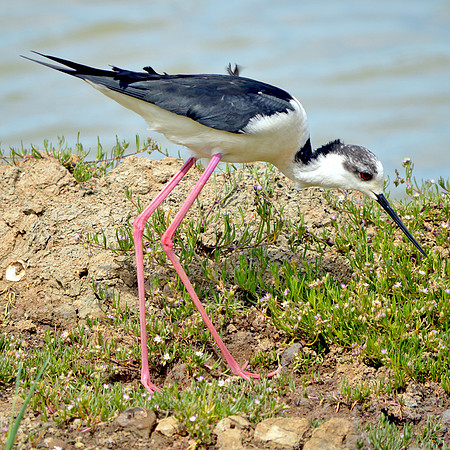 Black winged stilt