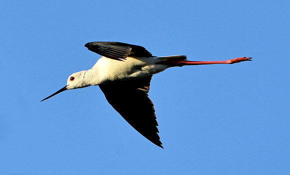 Black winged stilt