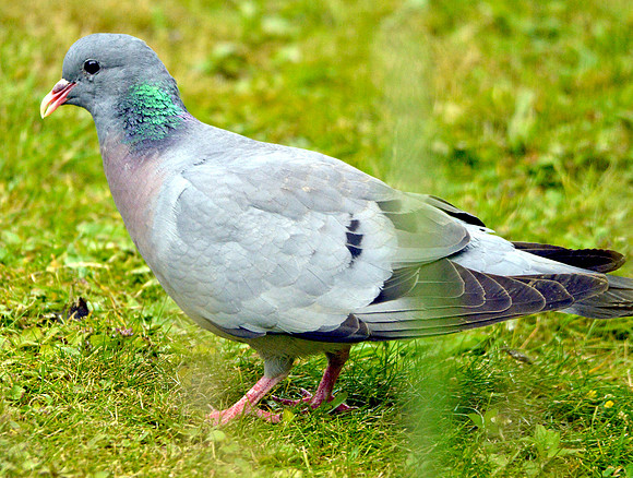 Stock dove