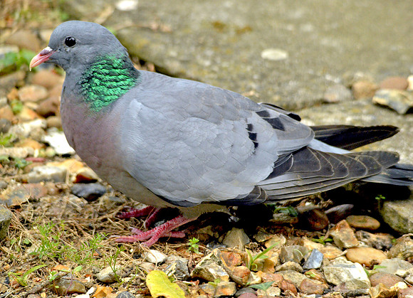 Stock dove
