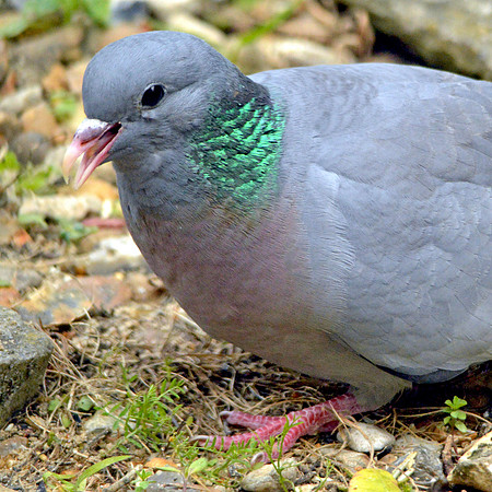 Stock dove