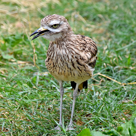 Stone curlew