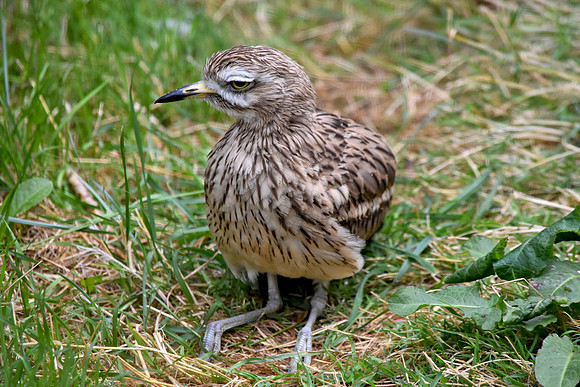 Stone curlew