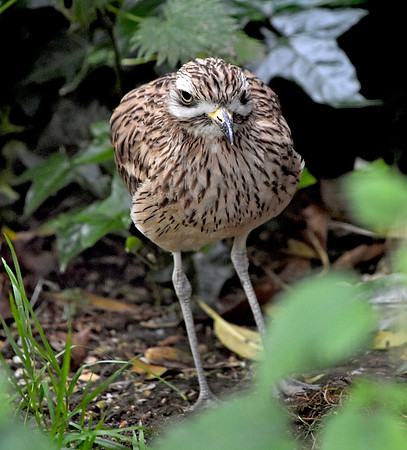 Stone curlew