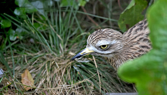 Stone curlew