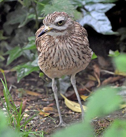 Stone curlew