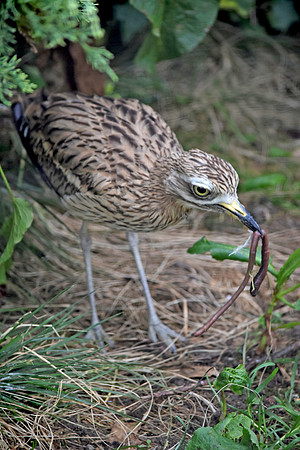 Stone curlew