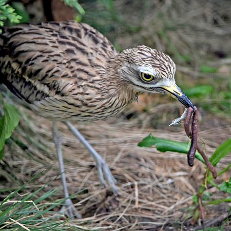 Stone curlew