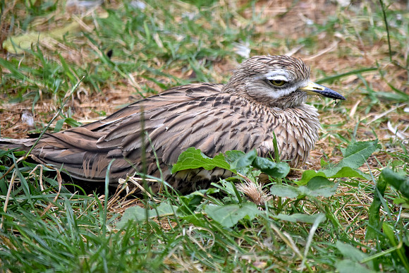 Stone curlew