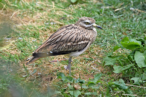Stone curlew