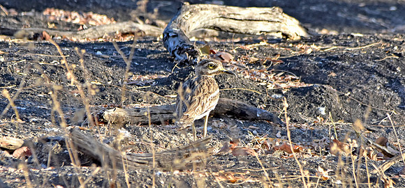 Stone curlew