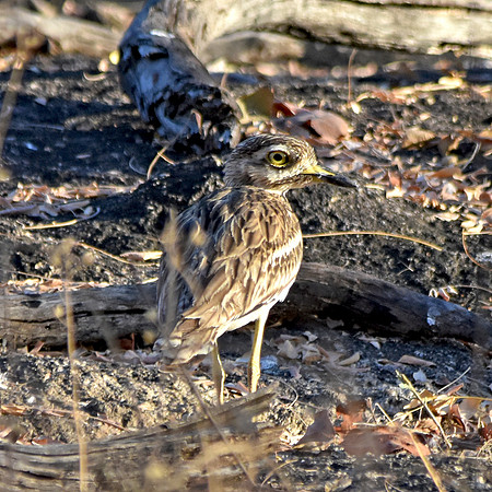 Stone curlew