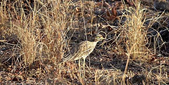 Stone curlew