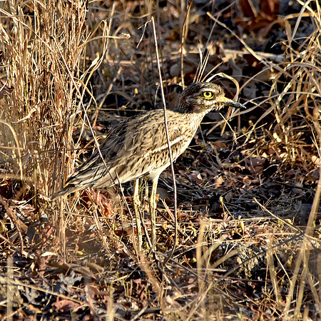 Stone curlew