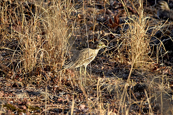Stone curlew