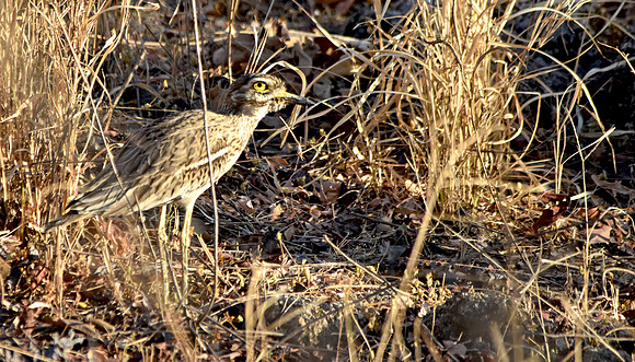 Stone curlew
