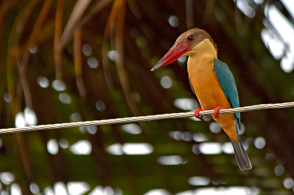 Stork billed kingfisher