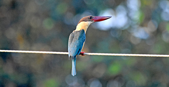 Stork billed kingfisher