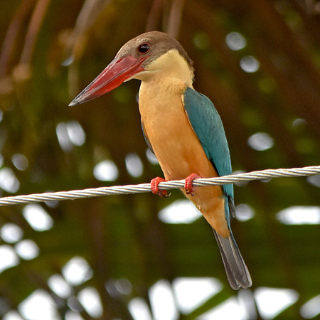 Stork billed kingfisher