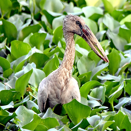 Asian openbill stork