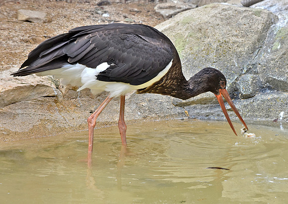 Black stork