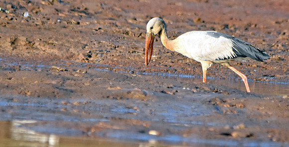 Asian openbill stork