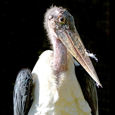 Marabou stork