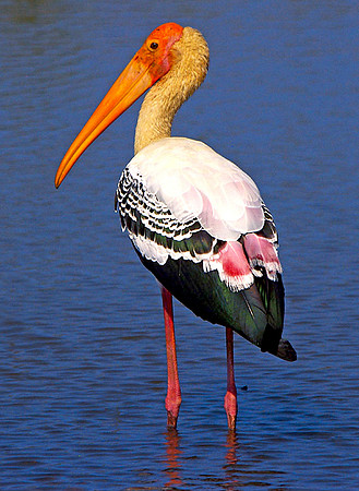 Painted stork