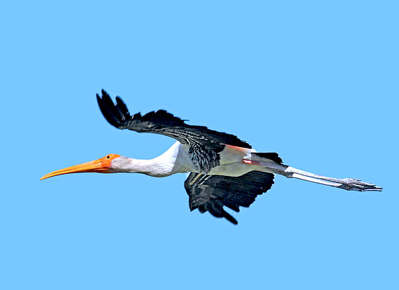 Painted stork