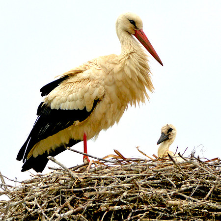 White stork