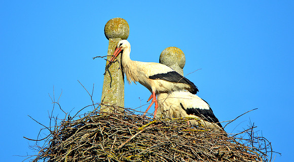 White stork