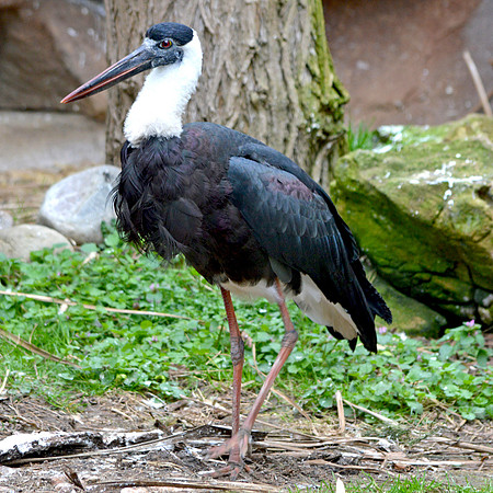 Woolly necked stork