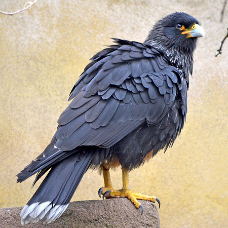 Striated caracara