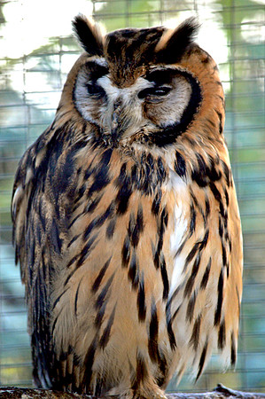 Striped owl