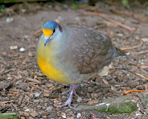 Sulawesi ground dove
