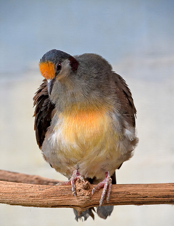 Sulawesi ground dove