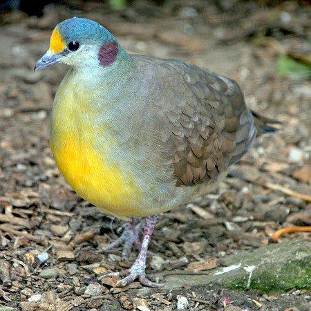 Sulawesi ground dove