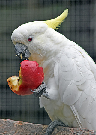 Greater sulphur crested cockatoo