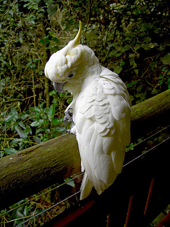 Medium sulphur crested cockatoo