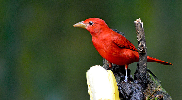 Summer tanager