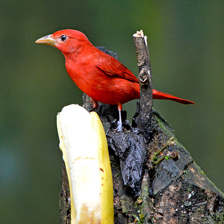 Summer tanager