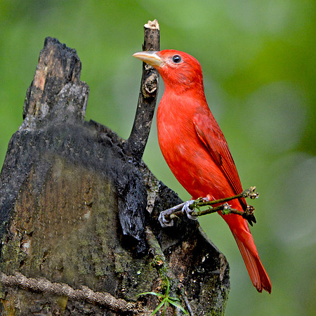 Summer tanager