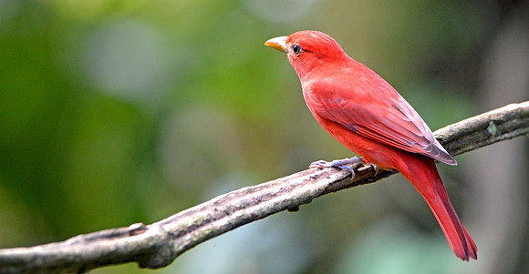 Summer tanager