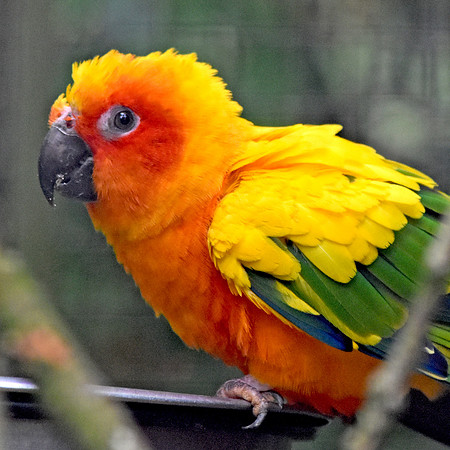 Sun conure