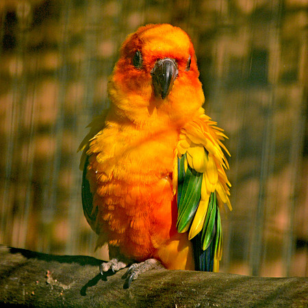 Sun conure