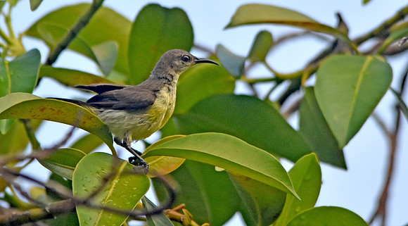 Purple sunbird, female